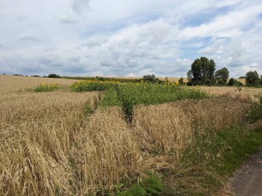 Yazın güzel bir kır manzarası.