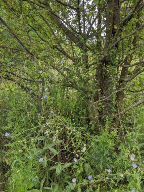 Bitkilerle dolu bir ormanın yakın çekimi.