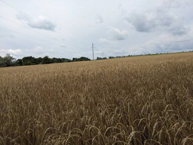 buğday ve buğday tarlası