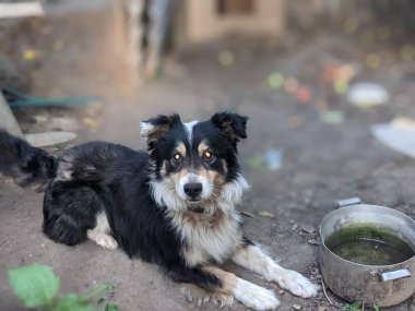 Parktaki köpek