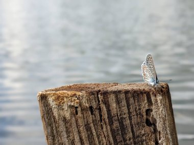 Tahta bir yüzeyde, arka planı bulanık bir yusufçuğa yakın çekim.