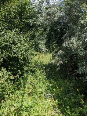 Ormanda yeşil çimenler ve ağaçlar