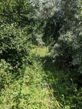 Ormanın güzel manzarası