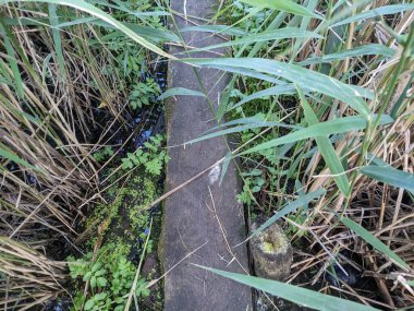 Yosun ve otla kaplı tahta kütük.