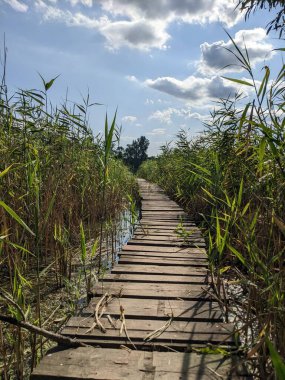 Ormanda ahşap köprü