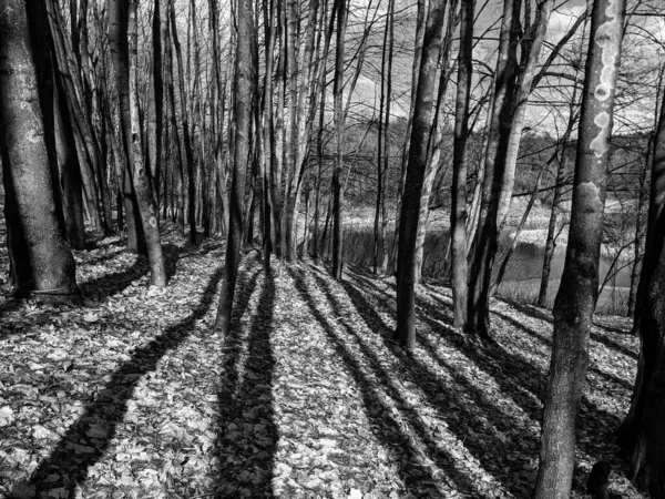 黒と白の真ん中に白い森で覆われた木の美しいショット — ストック写真