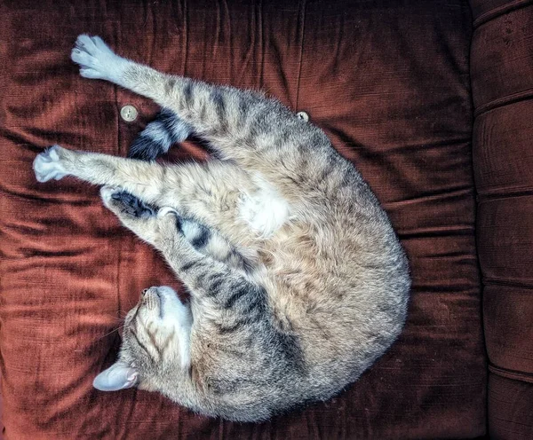 Спящий Кот Подушкой — стоковое фото