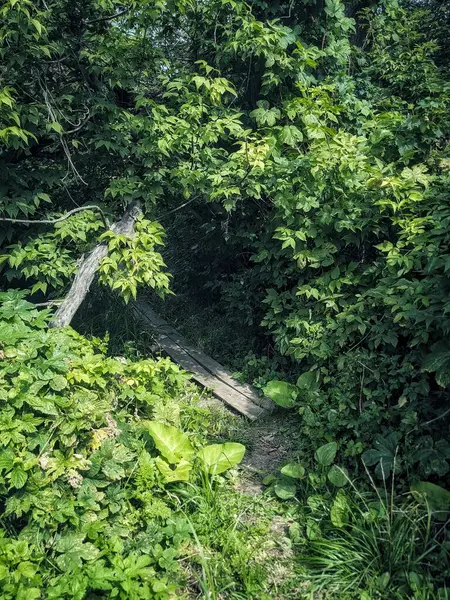 森の中にある古い木造の橋の美しいショット — ストック写真