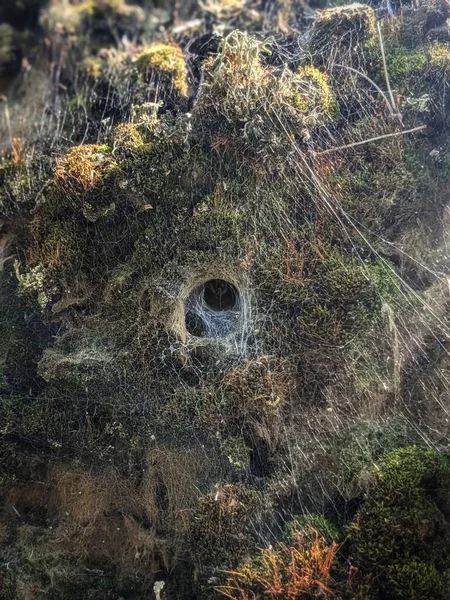 苔藓和蜘蛛网紧密相连 — 图库照片