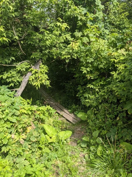 緑に囲まれた森の中の木製の橋の垂直ショット — ストック写真