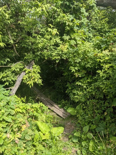 森の中の緑色のモスが付いている木製の道の垂直ショット — ストック写真