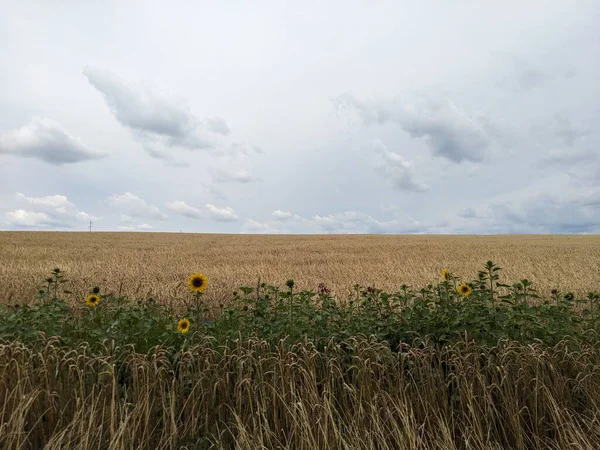 Wunderschöne Landschaft Mit Einem Blumenfeld — Stockfoto