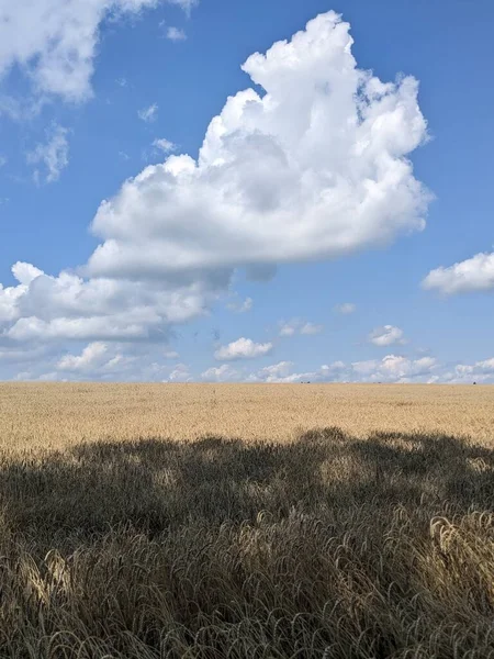 Mavi gökyüzü olan buğday tarlası