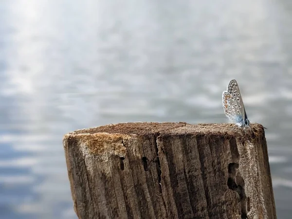 Dragonfly Pier — Stock Photo, Image