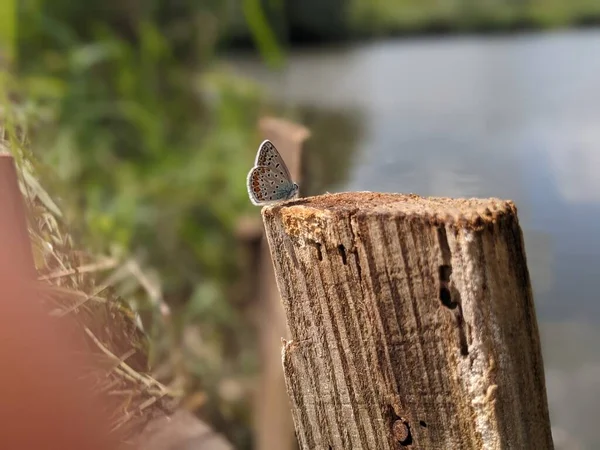 Vista Cerca Mariposa — Foto de Stock