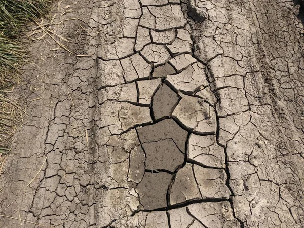 乾燥した木の質 割れた地球 — ストック写真