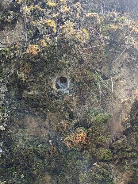 公园岩石上的苔藓 — 图库照片