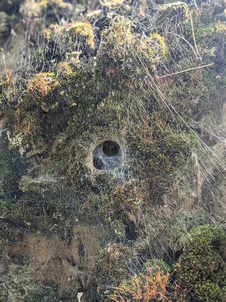 Moss Spider Webs Close — Stock Photo, Image