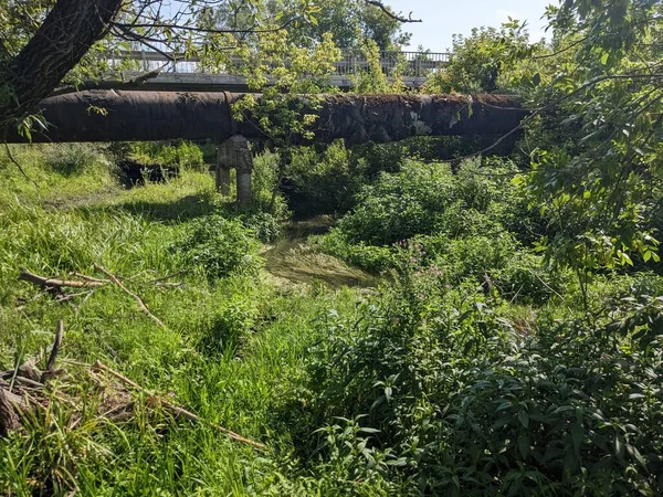 森の古い木製の橋 — ストック写真