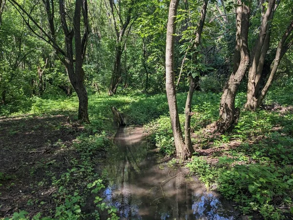 森の中の川の夏の風景 晴れた日 — ストック写真