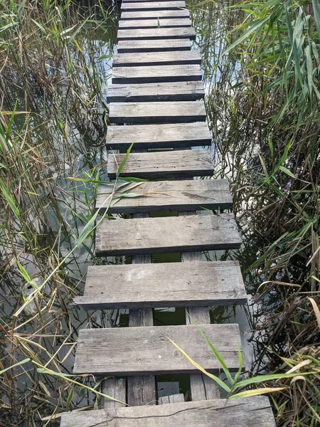 森の中の木製の桟橋 — ストック写真