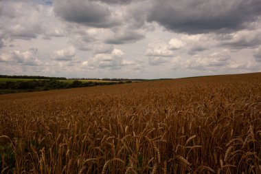 Buğday tarlası ve bulutlu gökyüzü