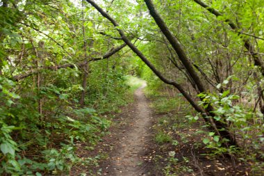 Ormandaki yeşil yol