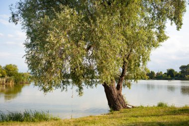 Doğanın arka planında güzel bir göl
