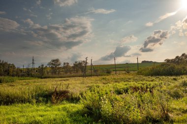 Sahada yeşil çimen
