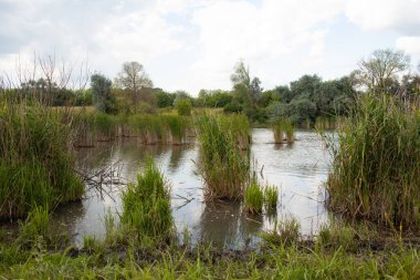 Nehir ve sazlıklar kıyıda..
