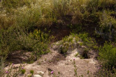 Parkta bir çimen manzarası. yüksek kaliteli fotoğraf