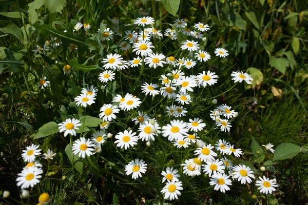 Weiße Blumen Auf Grünem Gras — Stockfoto