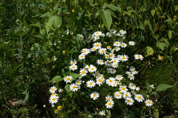Chamomile Flower Meadow — Stock Photo, Image