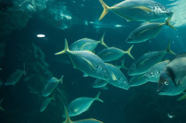 Deniz balıklarıyla sualtı görüntüsü