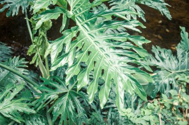 Bulanık doğada tropik yapraklar