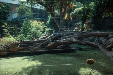 Bahçede büyük bir ağaç devrildi.