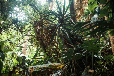 Tropikal orman, doğa.