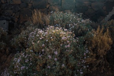 Bahçedeki güzel çiçekler