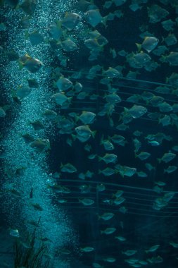 Yüzen balıklarla sualtı görüntüsü