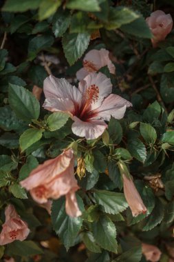 Parkta güzel çiçekler ve yeşil yapraklar