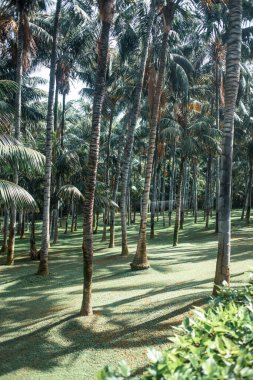 Güneşli parkta palmiye ağaçları