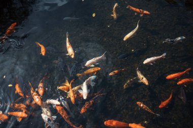 Sudaki koi balığının üst görüntüsü