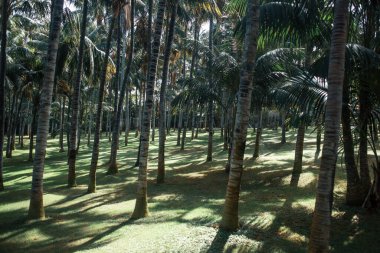 palmiye ağaçları tropikal Park