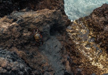 Kayalık deniz kıyısında yengeç