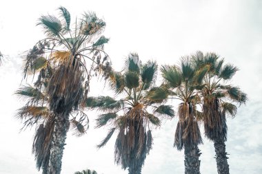 Gökyüzü arka planında palmiye ağaçları