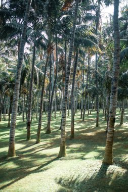 Güneşli parkta palmiye ağaçları
