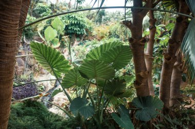 Bitkileri olan güzel tropikal orman