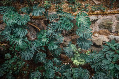Tropikal parkta yeşil yapraklar