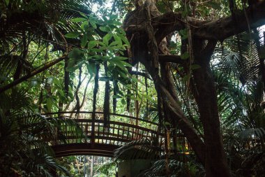 Yeşil tropikal ormanda köprü