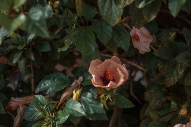 Bahçedeki güzel pembe çiçekler